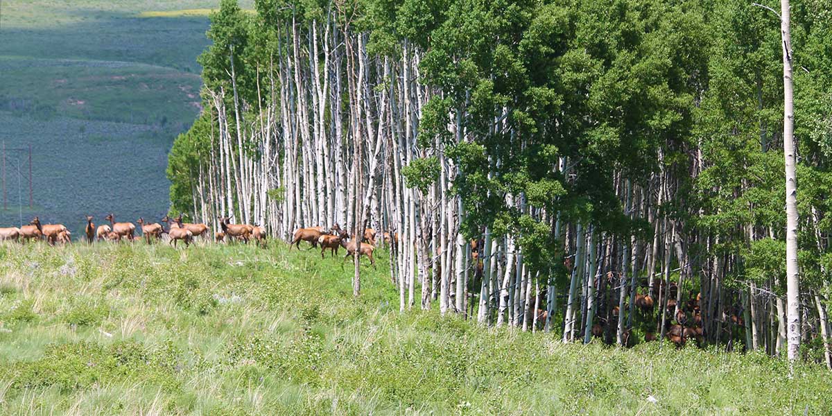 Smith Basin Ranch