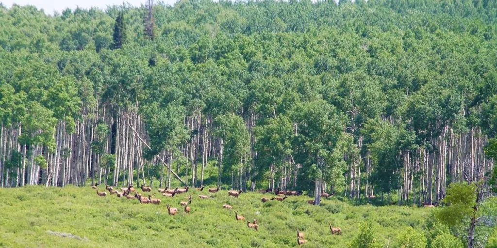 Elk at Smith Basin Ranch