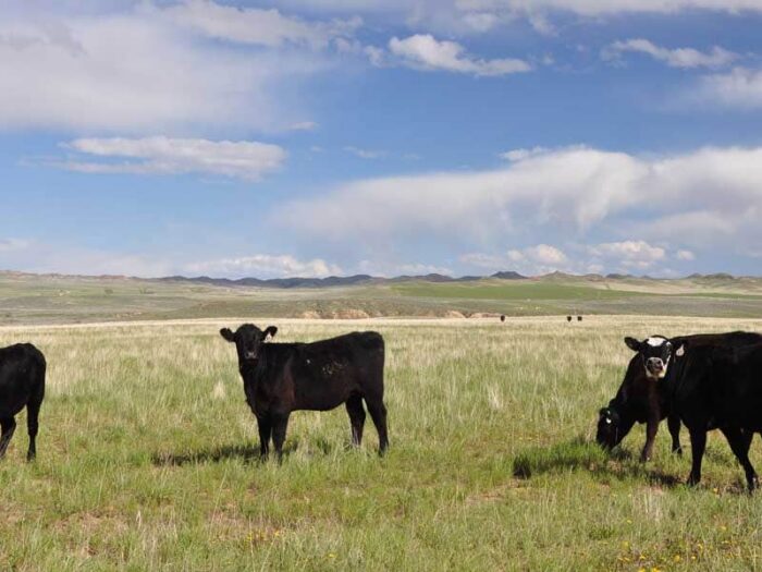 Smith Ranch