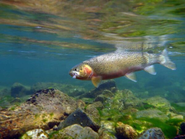 Fly-fishing: Idaho Provides Some of the Best in the Country