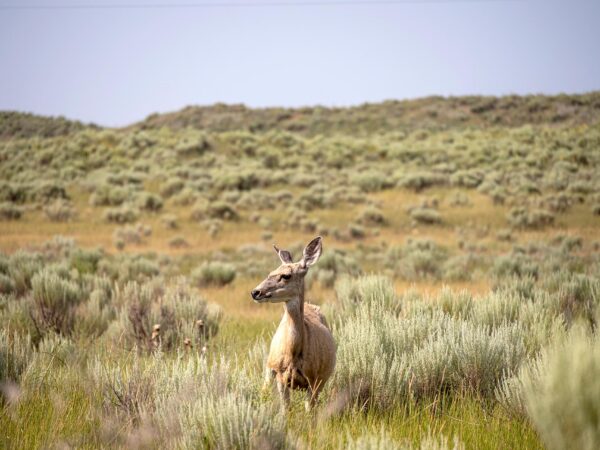New Episode: Integrating Wildlife into Ranch Management
