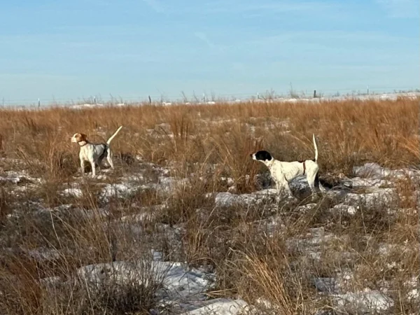 Exploring Upland Bird Hunting: A Comprehensive Guide