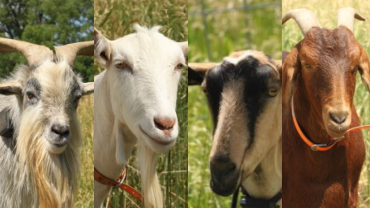Goat Grazing - Mirr ranch Group