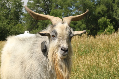 New Episode: Voices of the West – Goats in the City