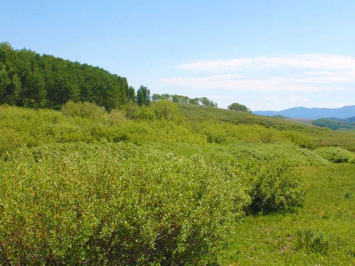 Wilset Creek Ranch