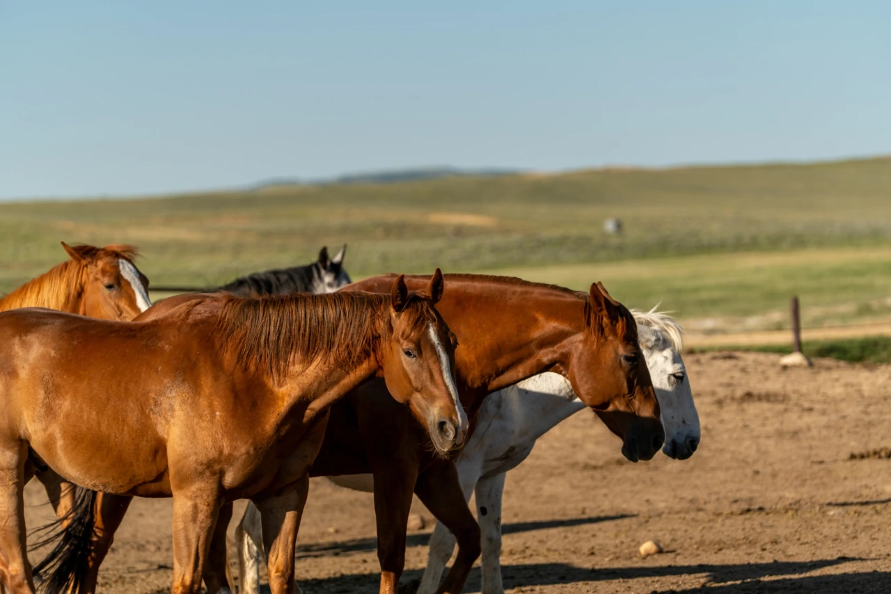 Wild Horse Basin Ranch