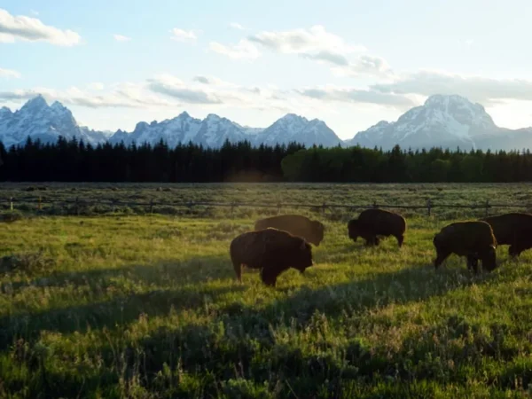New Episode: The Wild Side of Wyoming