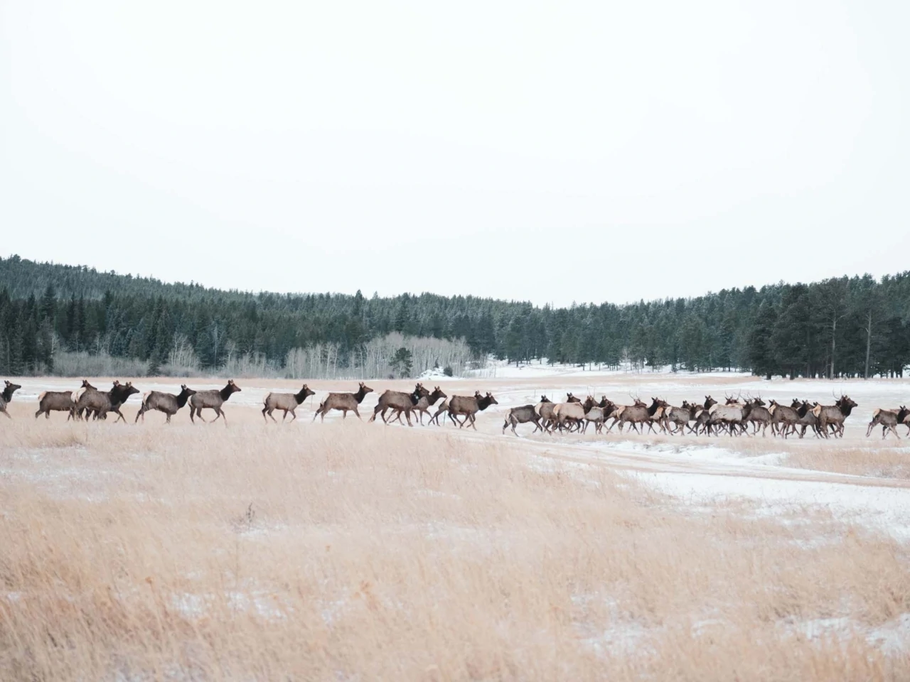 Deer herd in winter