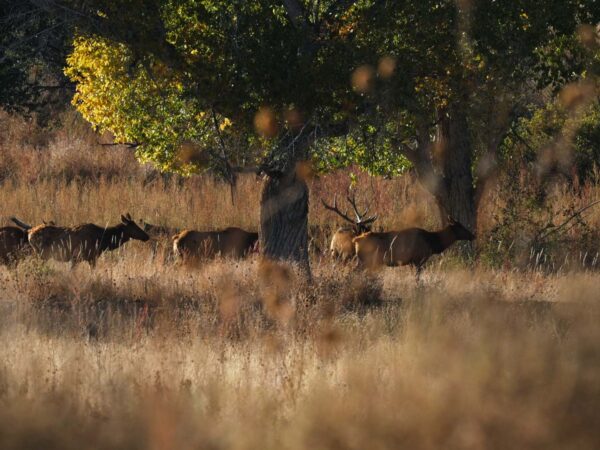 The Unparalleled Elk Hunting Experience at Elk Creek Ranch