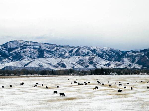 USDA’s 2023 Land Values Report Shows Steady Growth Year Over Year