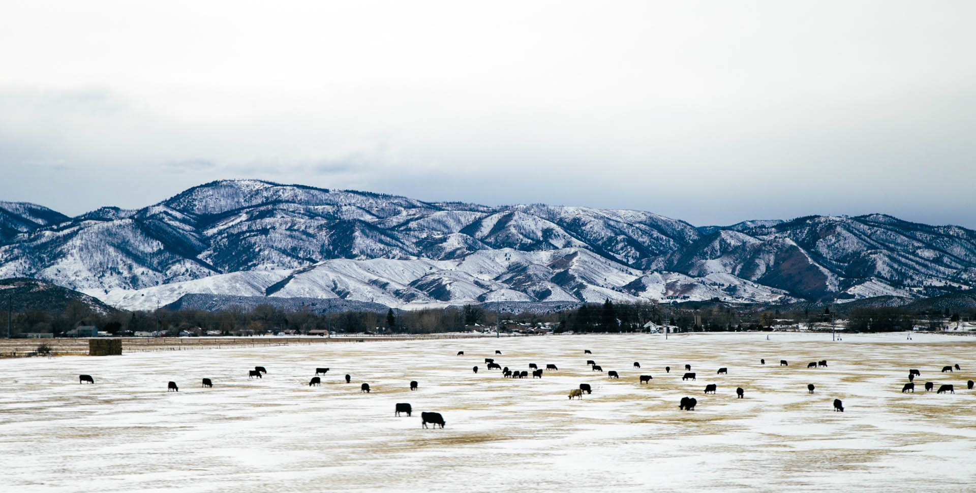fort-collins-cattle-snow