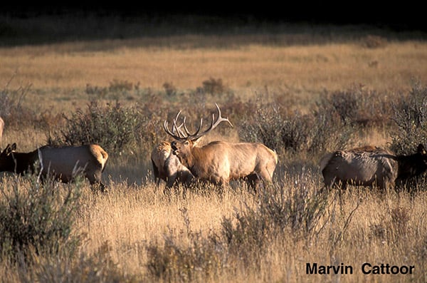 Elk on Cross Mountain Ranch