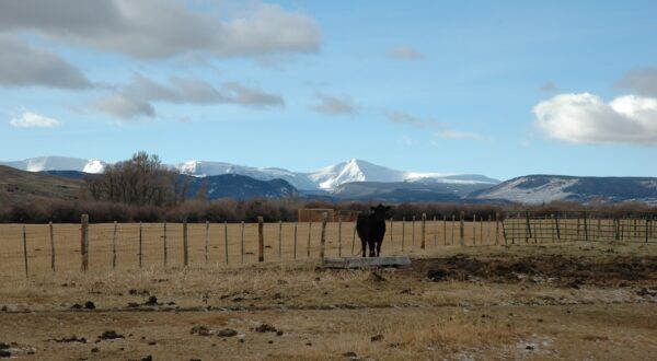 Lonetree Ranch: Buyer Case Story