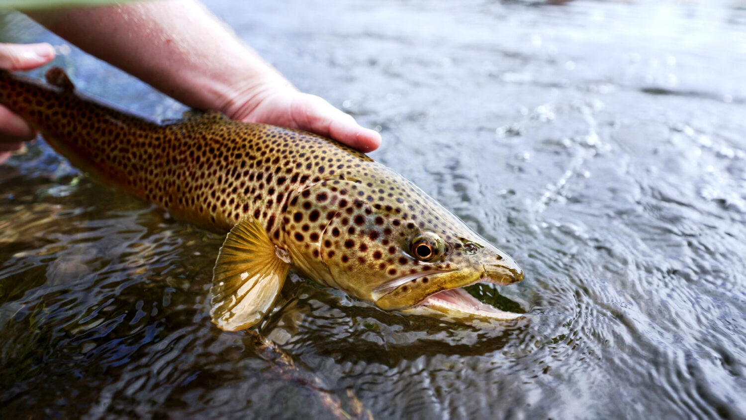 Brown Trout