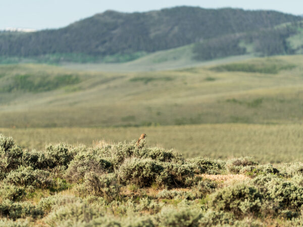 The Payoff of Conservation, Part 1 of 3