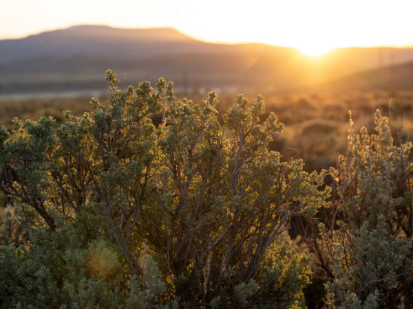 The Payoff of Conservation, Part 3 of 3