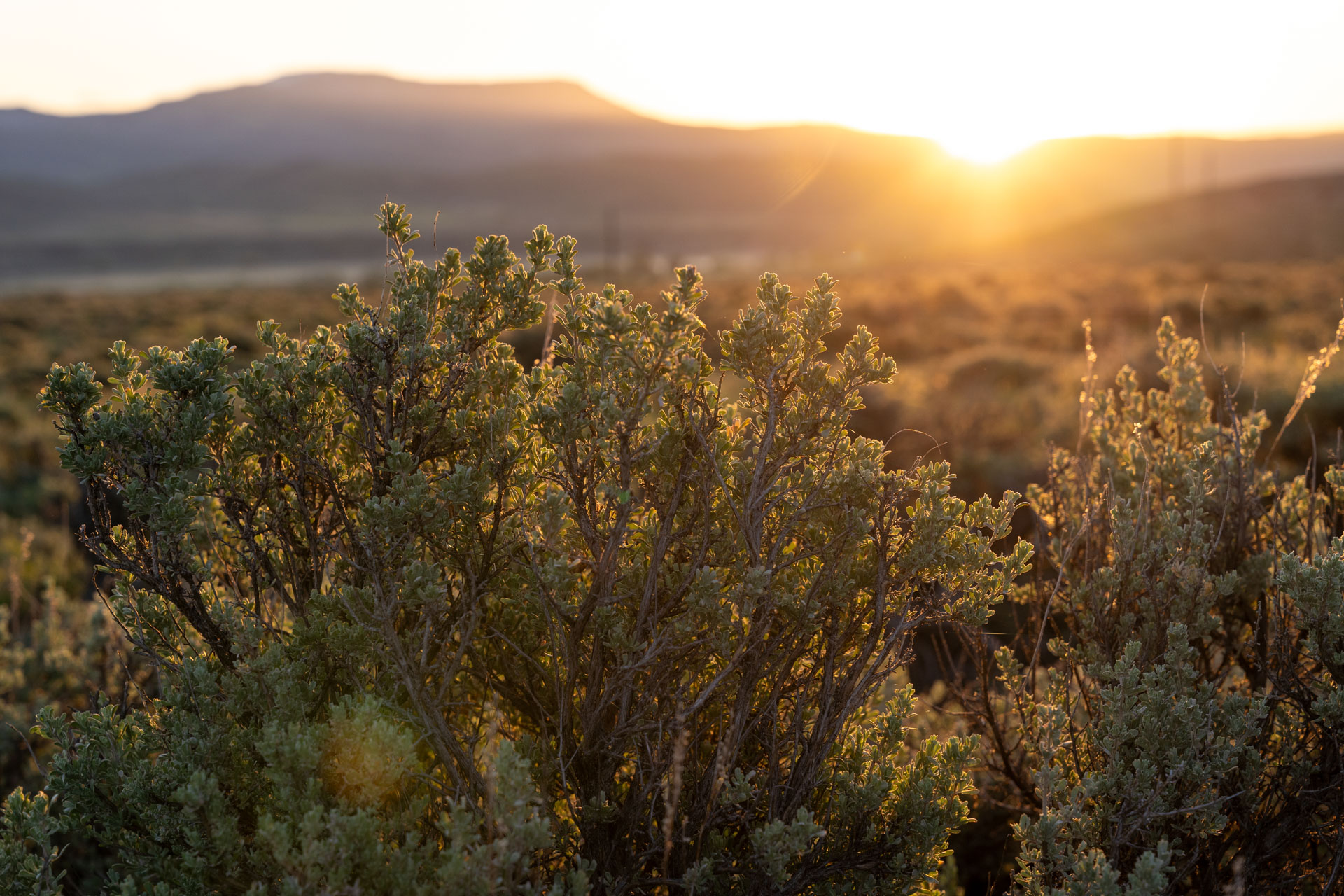 Sagebrush & Sunset Mountains