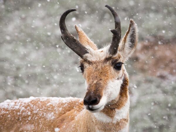 Welcomed Snowpack Brings Hardship for Wildlife