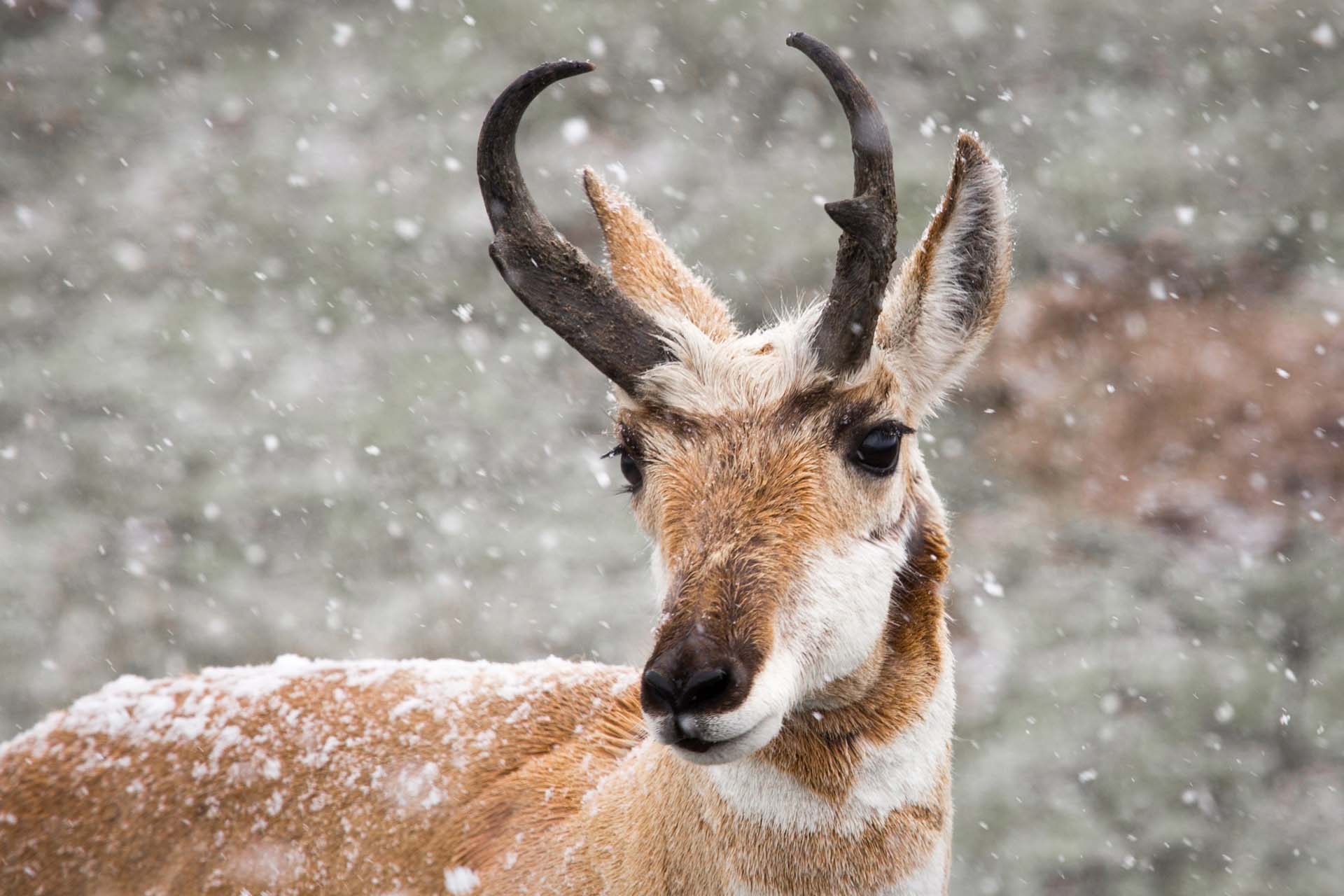pronghorn-winter-snowpack