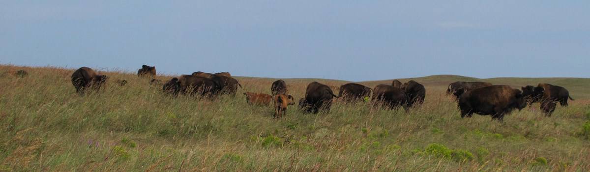 Virtual Fencing Offers a Compelling Option for Cattle Ranchers