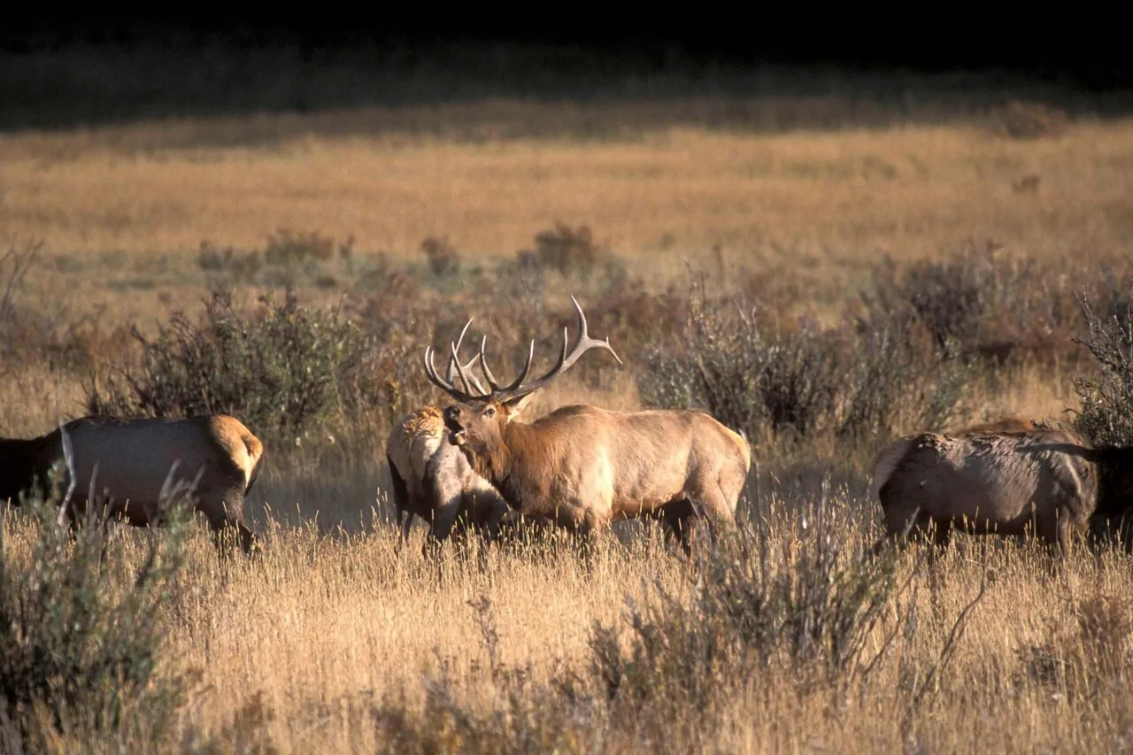 Bull elk bugling in open field with herd in Colorado wilderness