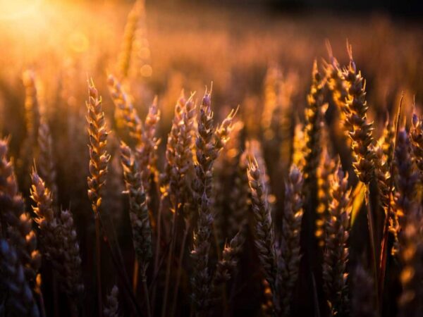 Agriculture Production in the West Remains Vital Despite Challenges
