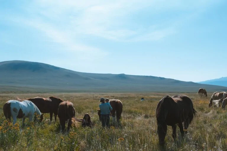 women-in-ranching-baby-horses