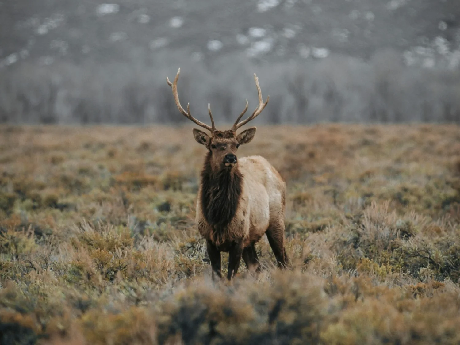 wyoming-winter-day-elk