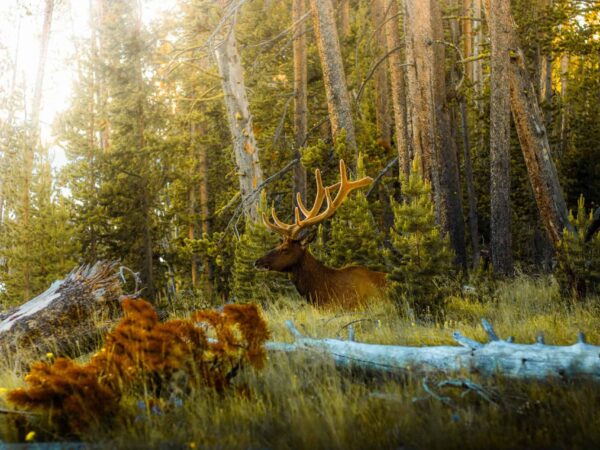Yellowstone National Park Recovering from Destructive Storm