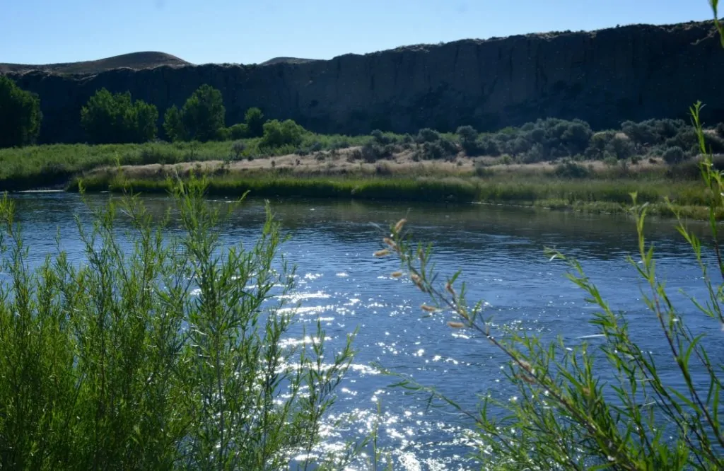 Grey Reff Tailwater
