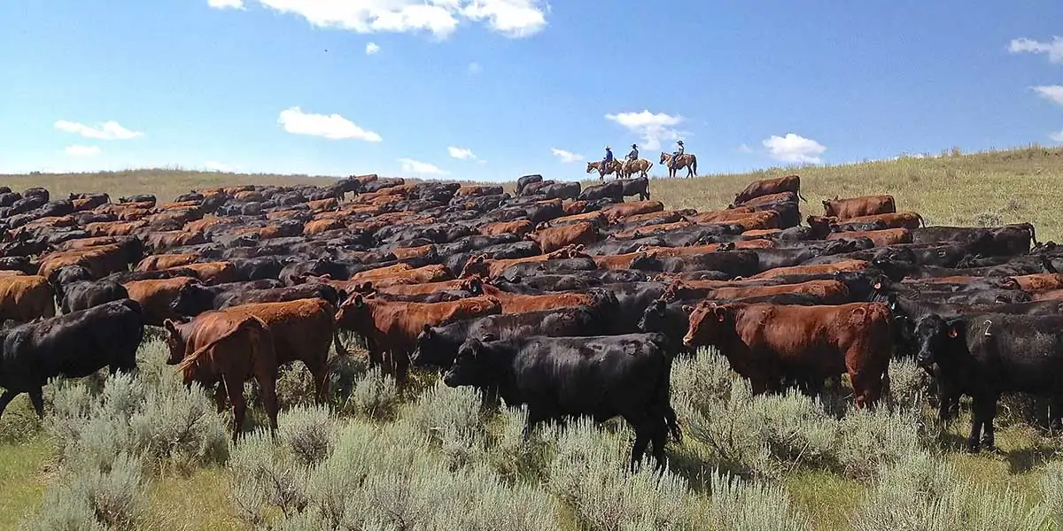 Cinch Buckle Ranch