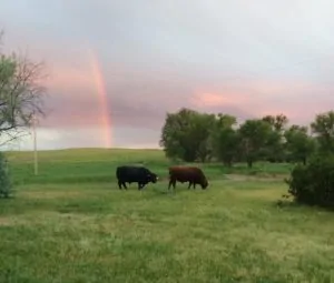 Cinch Buckle Ranch, Example of Regenerative Agriculture