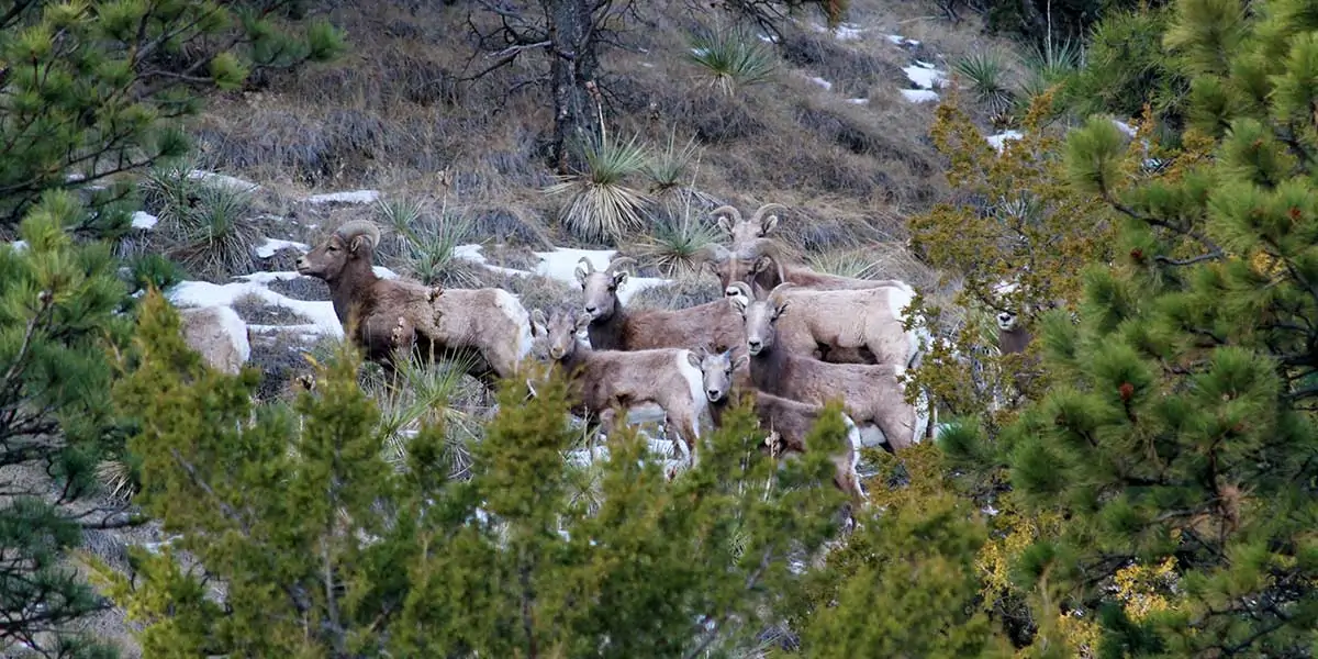 Kiowa Creek Wildlife Sanctuary | Ecological Jewel