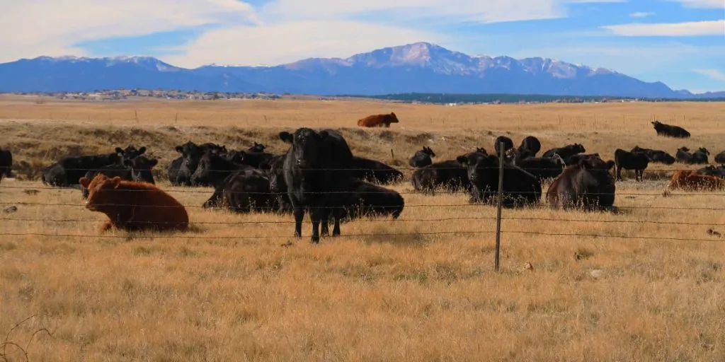 4-Way Ranch | Agricultural land for sale 