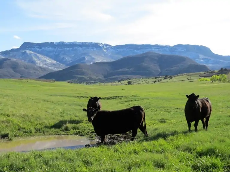 Sandoval Ranch | Colorado cattle ranches for sale