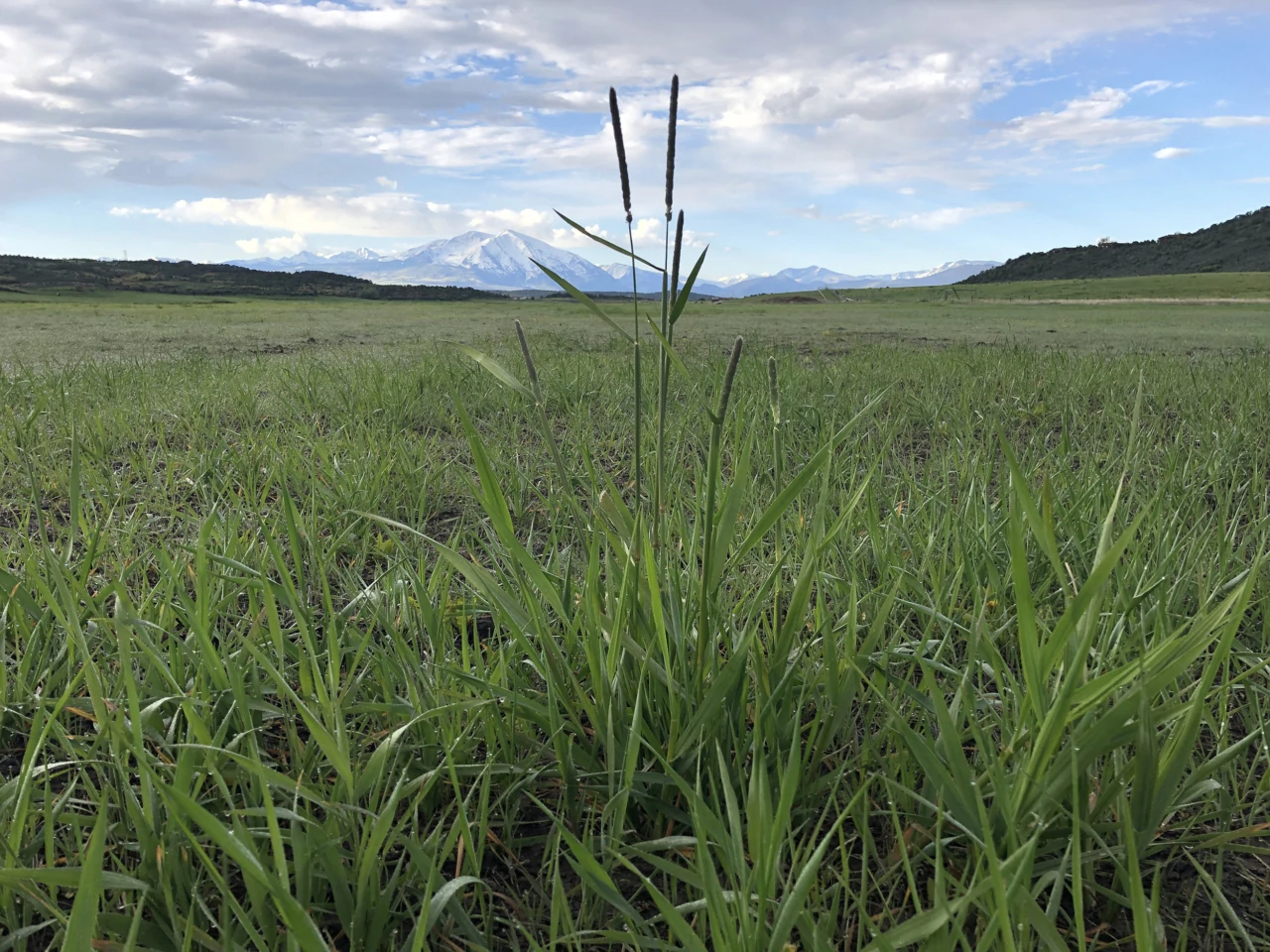 Plus Lazy K Ranch – irrigated meadows and hay fields