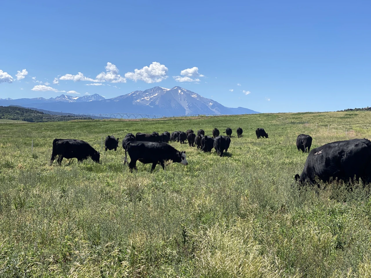 Plus Lazy K Ranch cattle grazing with mountain views