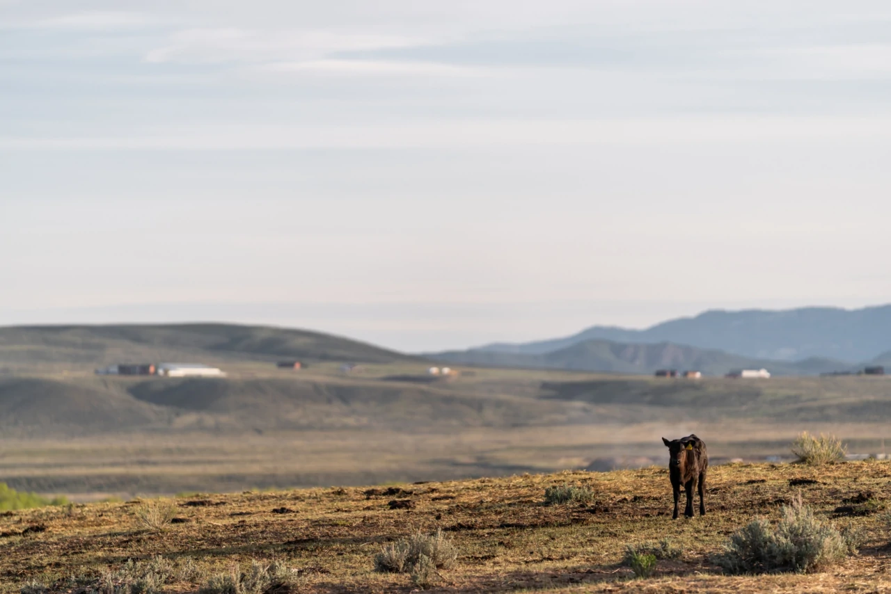 Reeder Creek Ranch horses grazing with mountain views behind