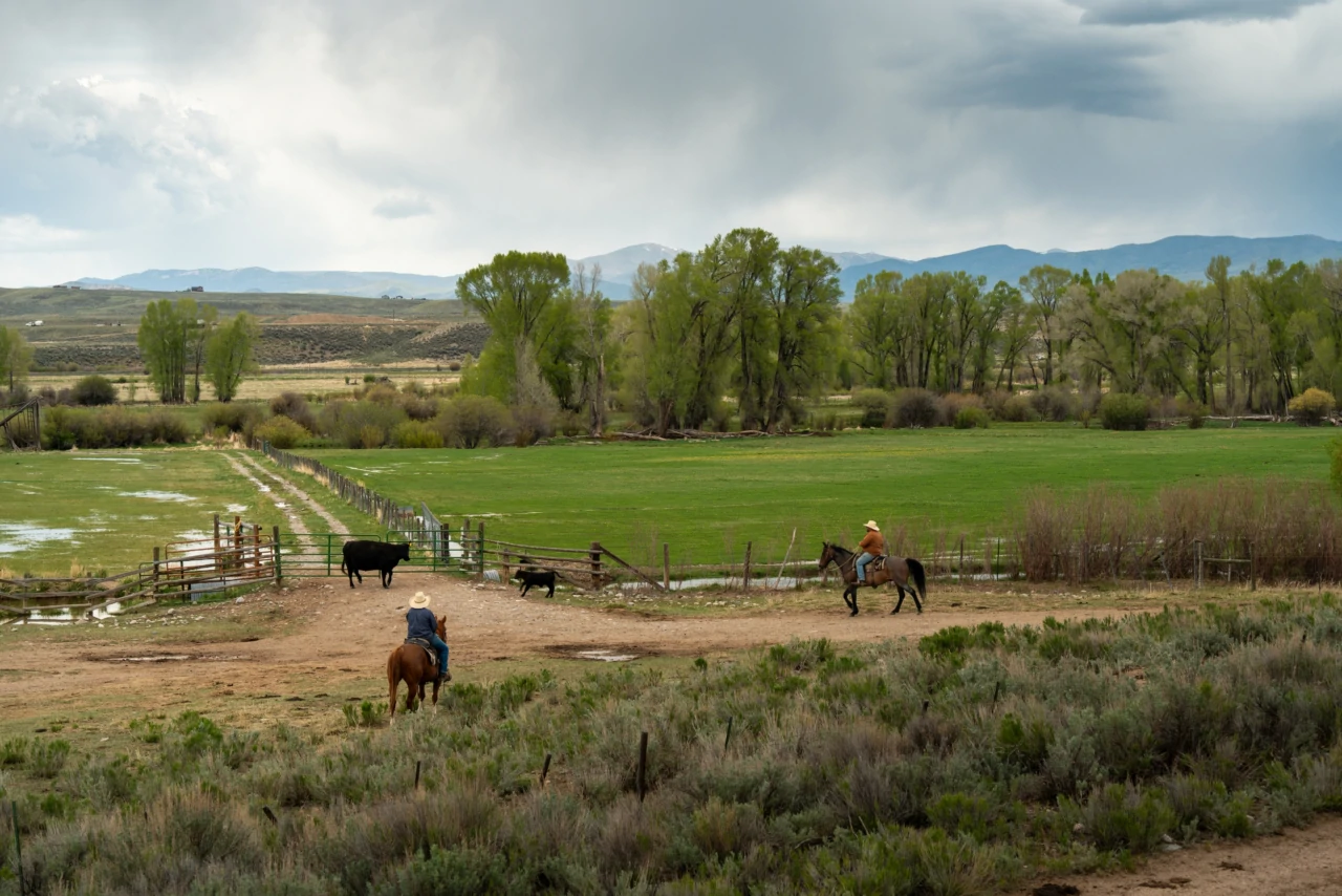 Horses grazing in open pasture at Reeder Creek Ranch, Colorado