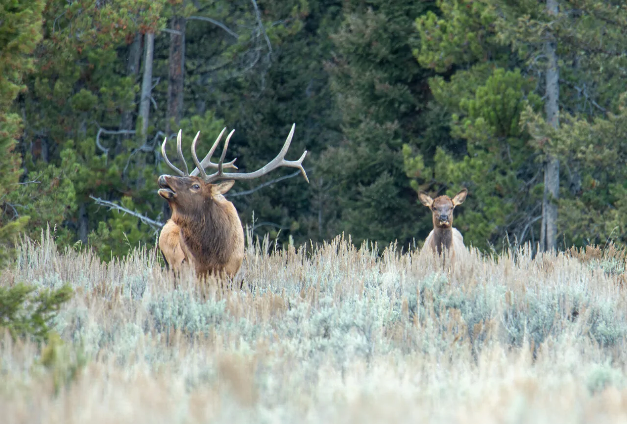 Elk hunting - Wyoming ranches for sale