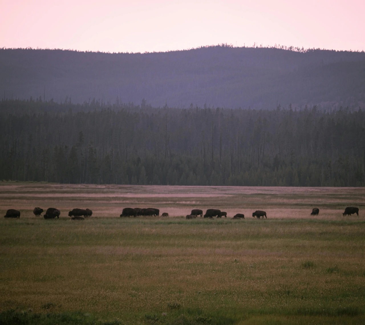 Group of bisons peacefully grazing in a vast grassland with mountains in the background.