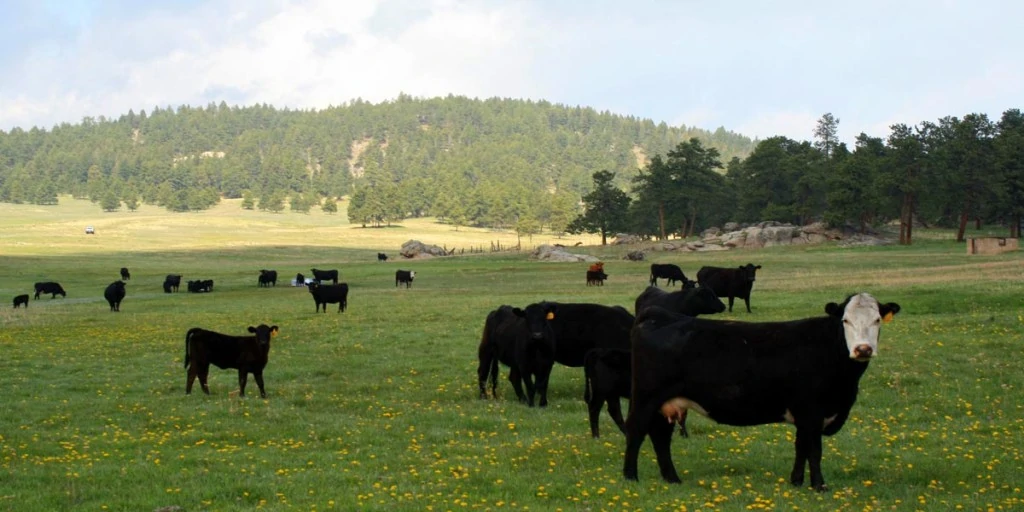 Centaur-Meadows-Ranch-15