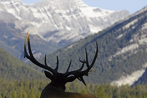 Elk on Colorado ranches for sale