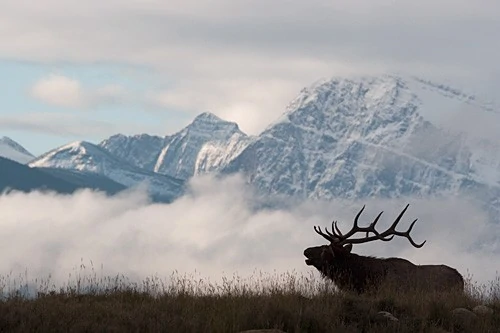 Elk on ranch