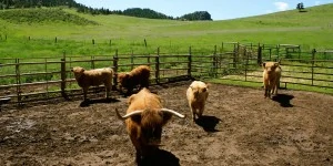 Flat Rock's herd of Highland cattle.