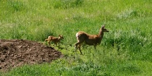 Flat-Rock-Ranch-deer