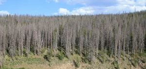 Beetle infested trees