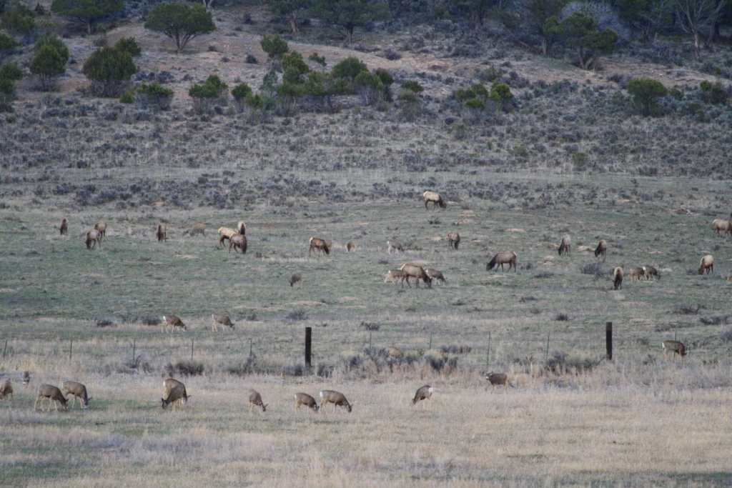 Large numbers of deer and elk on the ranch.