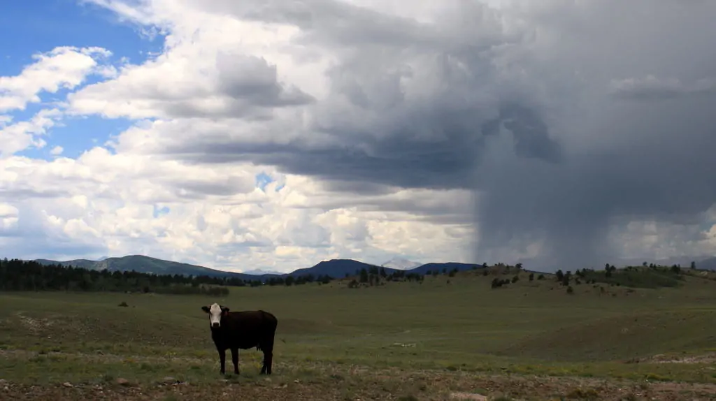 Colorado Ranches for Sale | South Park Cattle