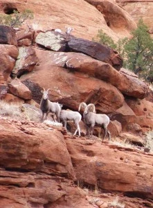 JE-Canyon-Ranch-Colorado-ranches-for-sale-25